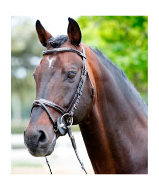  Tattini Stirnband mit Strasssteinen