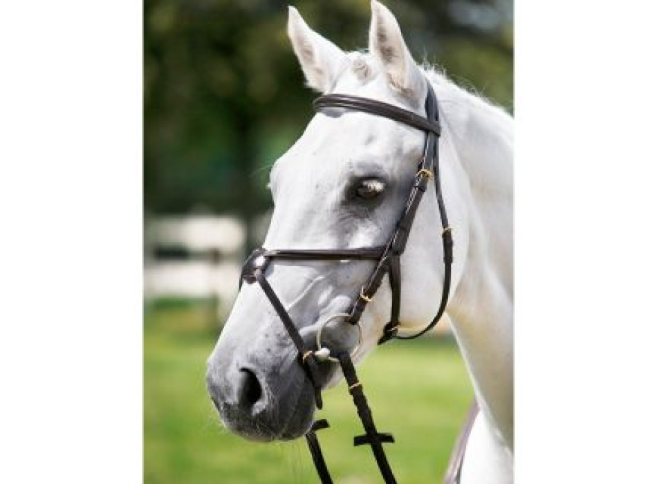 Tattini Headstall Noseband Crossbreed